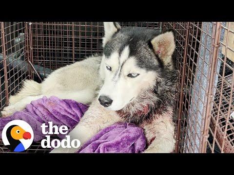 Husky Found Collapsed On Lawn Becomes The Happiest Boy #Video