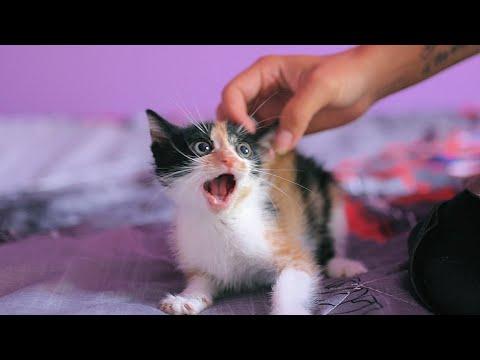 Furious Kitten Will Fight You If You Try To Touch #Video