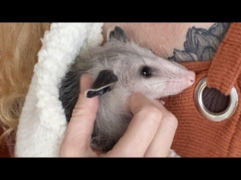 Rescue possum sweetly kisses woman who saved him #Video