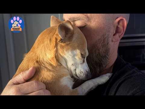 This Man Lost His Dog of 17 Years…Then the Neighbor’s Dog Found Him #Video