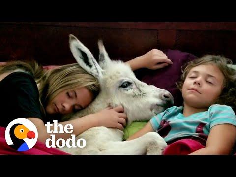 Sisters Have A Sleepover With Their Tiny Baby Donkey #Video