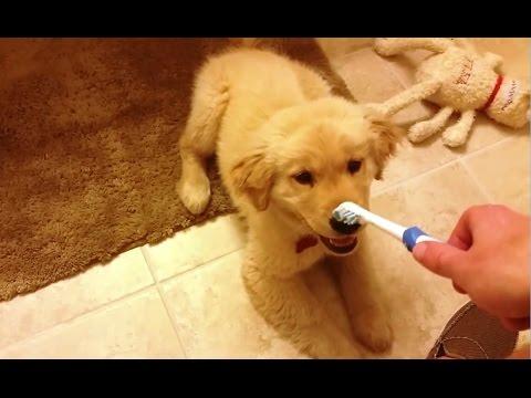 Dogs Vs. Toothbrushes Compilation