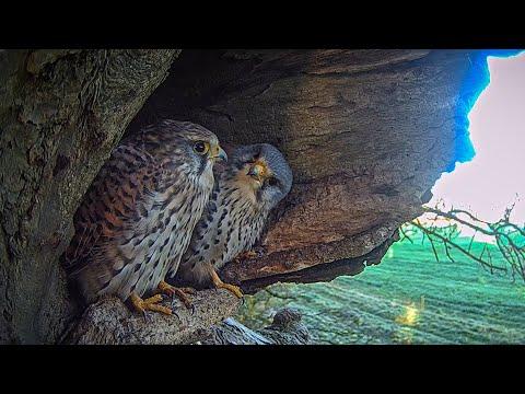 Feisty Female Kestrel Fights to Defend Her Nest | Apollo & Athena | Robert E Fuller #Video