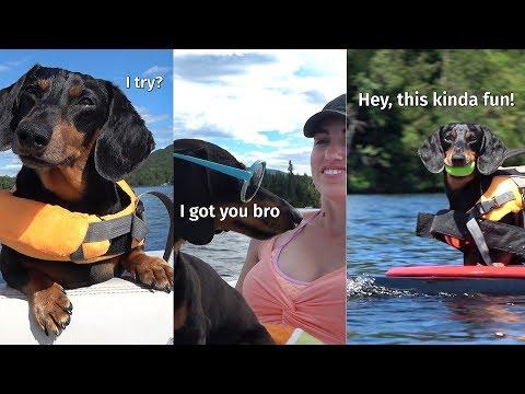 Oakley the Surfing Dachshund! (New 2019 Edit)