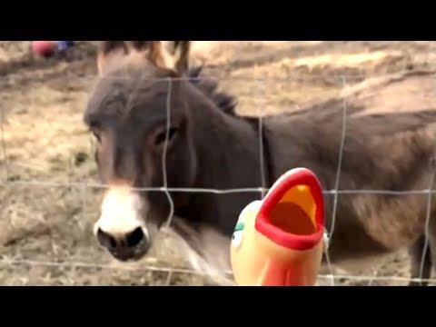 Donkey's reaction to toy might surprise you #Video