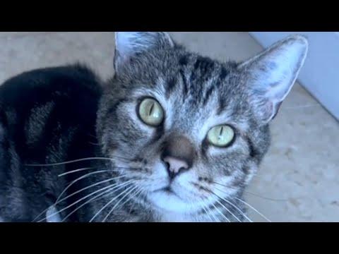 I adopted a test lab cat. Here's what happened. #Video