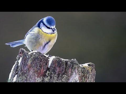 How British Wildlife Copes With The Cold | Robert E Fuller #Video