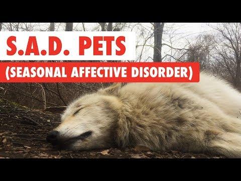 S.A.D. Pets (Seasonal Affective Disorder)