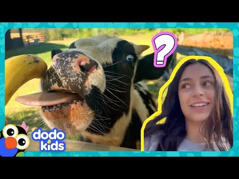 Best Friends Have To Run An Animal Sanctuary By Themselves! | Dodo Kids #Video