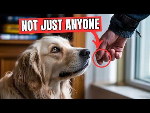 When Your Dog Allows This, It Means a Deep Bond! #Video