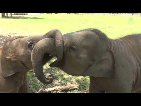 Touching Moment First Meeting Between Baby Elephant Lek Lek and Jai Dee #Video