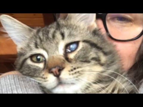 Shelter cat gently convinces a woman to take him home #Video