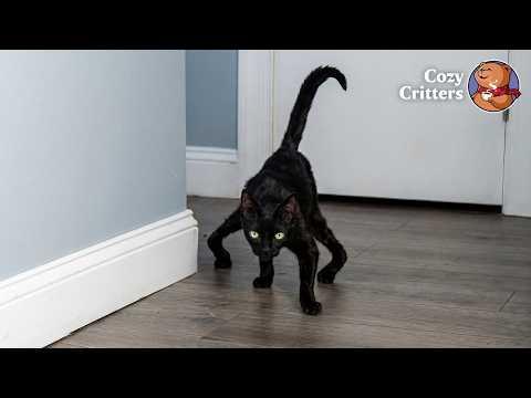 This Cat Walks Like It Has 8 Legs #Video