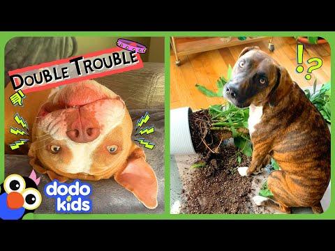 These Dogs Keep Making The BIGGEST Messes! | Dodo Kids #Video