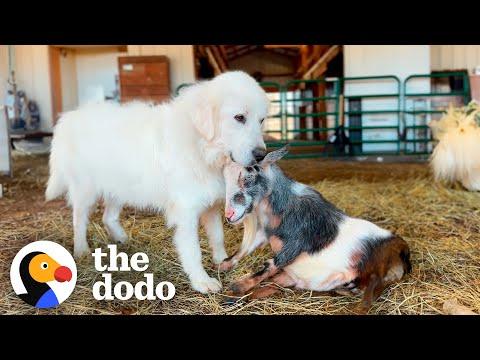 Dog Is Three Legged Goat's Protector #Video