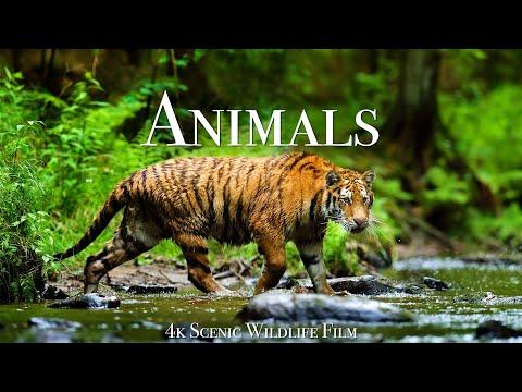 World of Animals 4K - Scenic Wildlife Film With Calming Music #Video