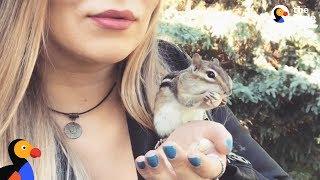 Wild Chipmunk Chooses Nicest Lady To Be His New BFF - VAN GOGH | The Dodo