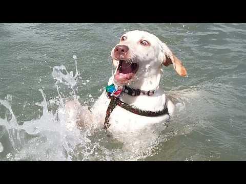 Hilarious Dogs Absolutely Can't Resist The Ocean! #Video