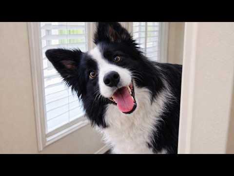 Border Collies Are The Funniest Family Dogs #Video
