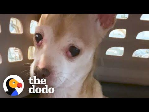 Dog Who Tried To Bite Everyone Becomes A Snugglebug Video