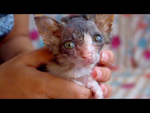 What It's Like To Help and Rescue Stray Cats #Video