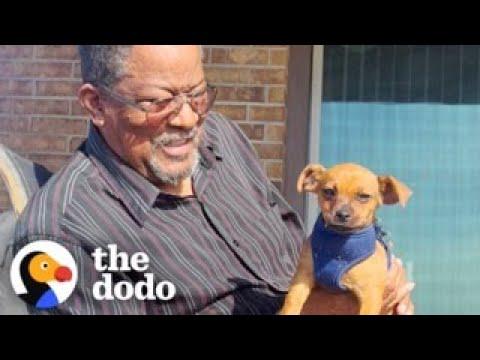 Grandpa Is Smitten With His New Puppy  #Video