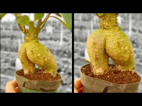 A Really Thicc Plant. Your Daily Dose Of Internet. #Video
