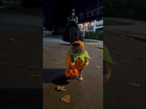 Well, Hello There Little Pumpkin  #Video