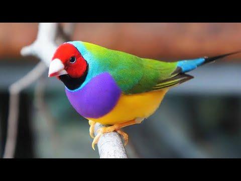 10 Most Beautiful Finches in the World Video