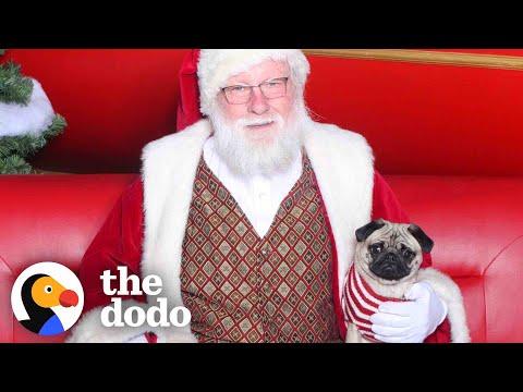 This Pug HATES Santa Claus #Video