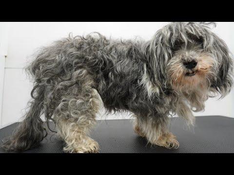 MEGA transformation extremely matted 16 year old dog #Video