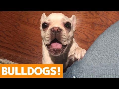 Cutest Bulldog Compilation 2019 | Best Funny Bulldog Videos Ever