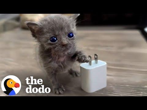 Micro Kitten Befriends An Eyeless Kitten #Video