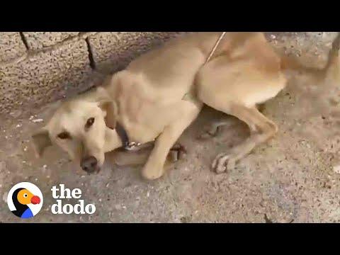 Dog Who Was Chained Up Immediately Wags Her Tail At New Friend #Video
