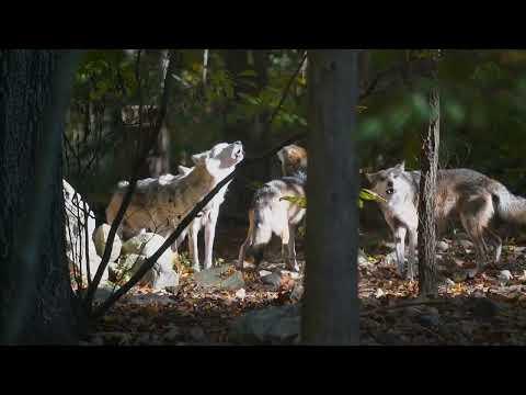 How to Howl Like a Lobo #Video