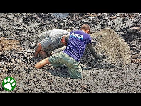 Immense effort was put into saving these elephants from sinking into mud pit #Video