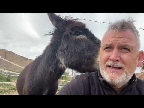 Donkey causes global chaos!!! (And Oliver the lamb gets the talk) #Video