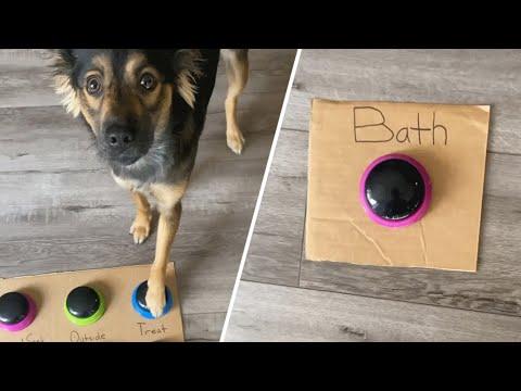 This dog is an Einstein wannabe. She's also hilarious. #Video
