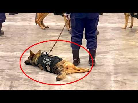 When Your Dog Dreams of Being A Police Dog... But Look at This! #Video
