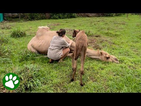 Sad mama camel realizes she and her baby are finally safe #Video