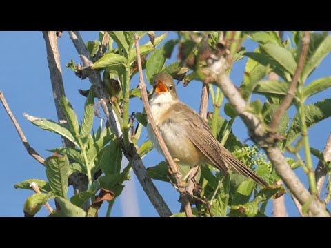 Marsh Warbler Singing #Video