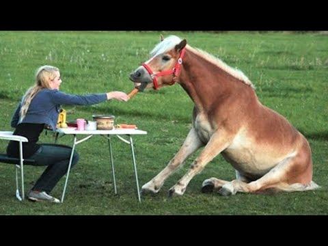 Funny and Cute Horse Videos That Will Change Your Mood For Good #Video