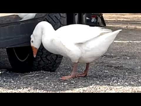 Lonely goose is so happy to finally have a friend #Video