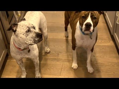 Dog becomes deaf pup's guide the moment he meets her #Video