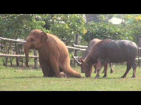 Baby Elephant Wan Mai Try Make Friend With Buffalo #Video