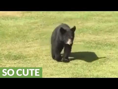 Wild bear cub gives golfer a loving hug