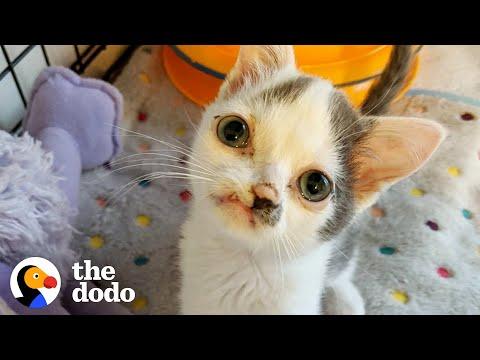 Kitten With Perfectly Imperfect Face Has The Biggest Heart Video