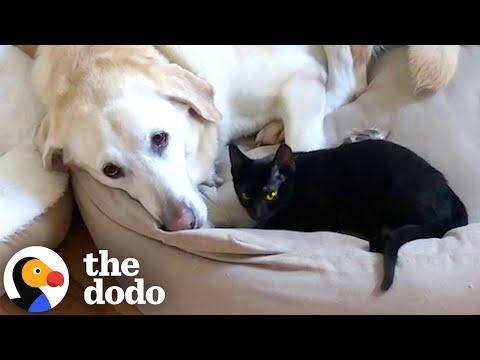 Grieving Dog Finds Love Again Thanks To This Cat #Video