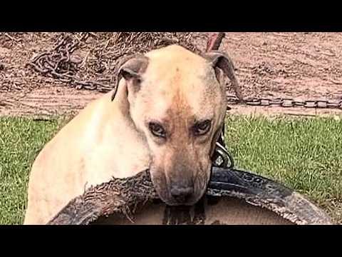 Rescue Dog Was Found Clinging To Heartbreakin 'Toy' #Video