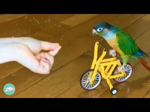 Woman Couldn't Bond With Parrot Until She Gave Him a Seed #Video